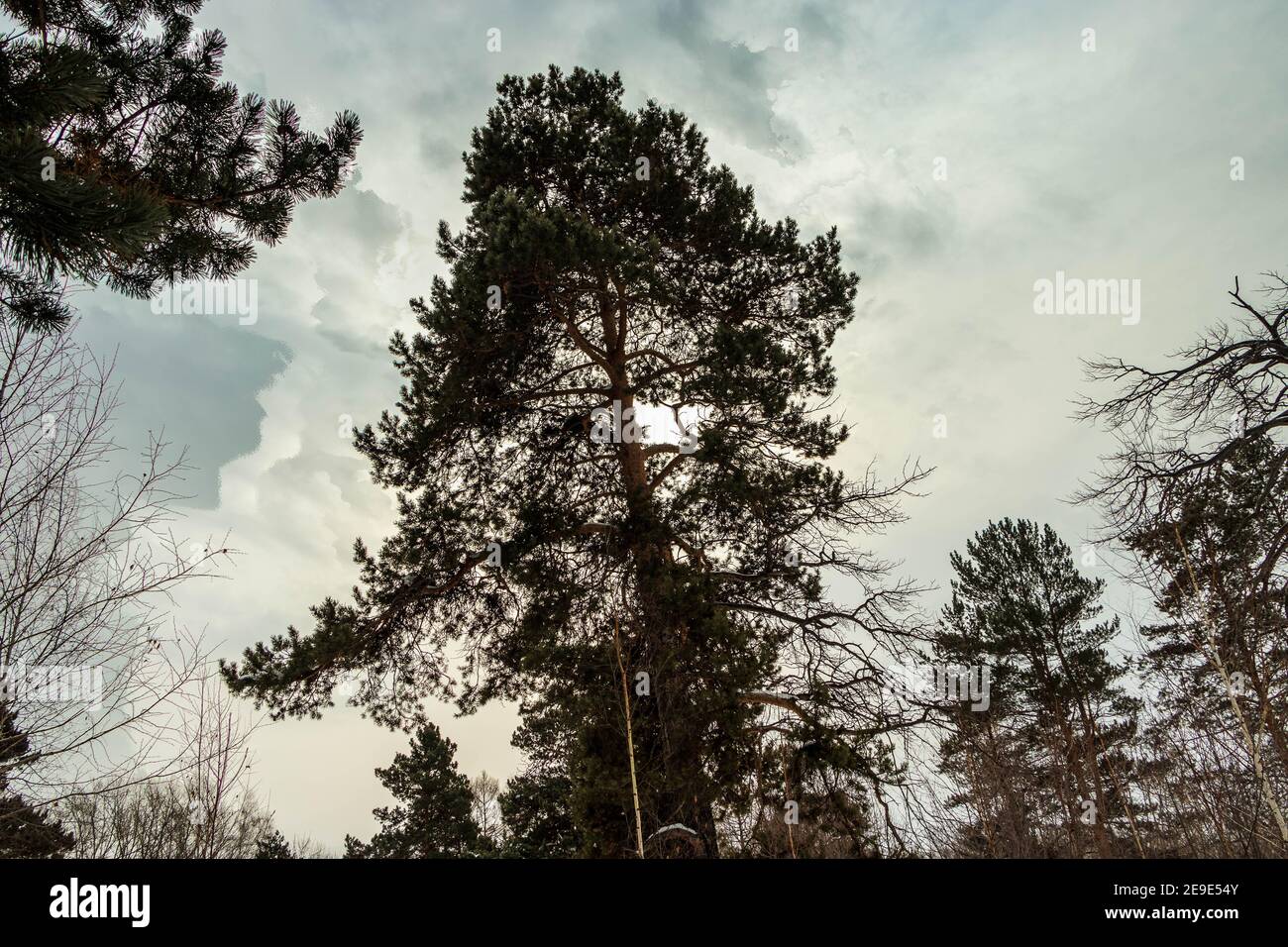 Blick von unten auf hohe Nadelbäume im Winter. Das Foto wurde in Tscheljabinsk, Russland, aufgenommen. Stockfoto