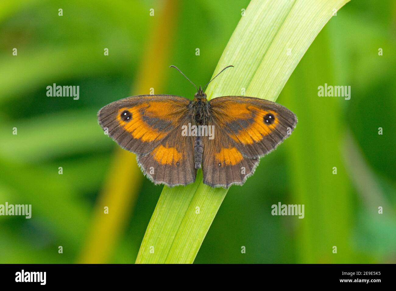 Pförtner Butterfly, Pyronia tithonus, in Ruhe in einem Garten in Harwell, Oxfordshire, 14th. Juli 2020. Stockfoto