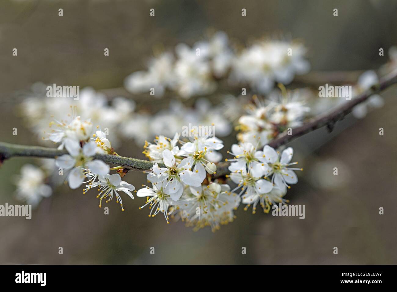 Hawthorn Blossom im März in einem lokalen Wald in der Nähe von Cardiff südwales Stockfoto