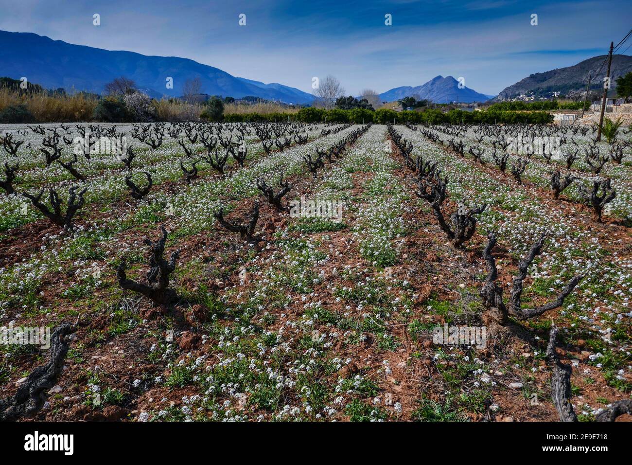 Linien von Reben mit weißen Blüten, Frühling in der Jalon, Xalo Valley, Costa Blanca, Spanien Stockfoto