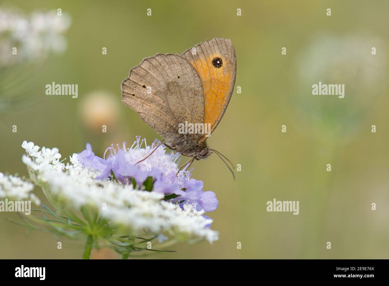 Meadow Brown Butterfly, Maniola jurtina, Neckering auf einer kleinen Scabious Blume, Scabiosa columbaria, im Aston Rowant Nature Reserve, Oxfordshire. Stockfoto