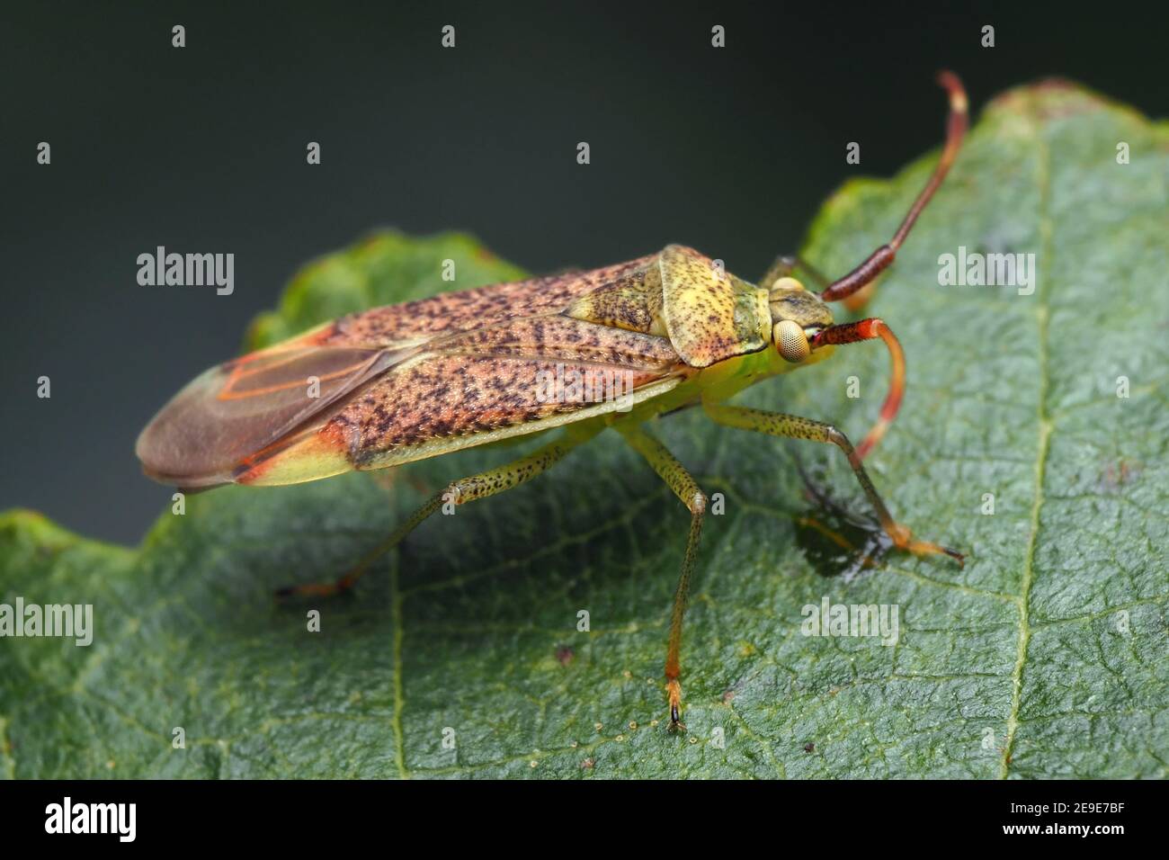 Pantilius tunicatus Mirid Bug bei der Ruhe auf Erlenblatt. Tipperary, Irland Stockfoto