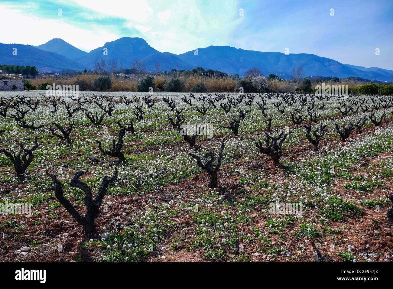 Linien von Reben mit weißen Blüten, Frühling in der Jalon, Xalo Valley, Costa Blanca, Spanien Stockfoto