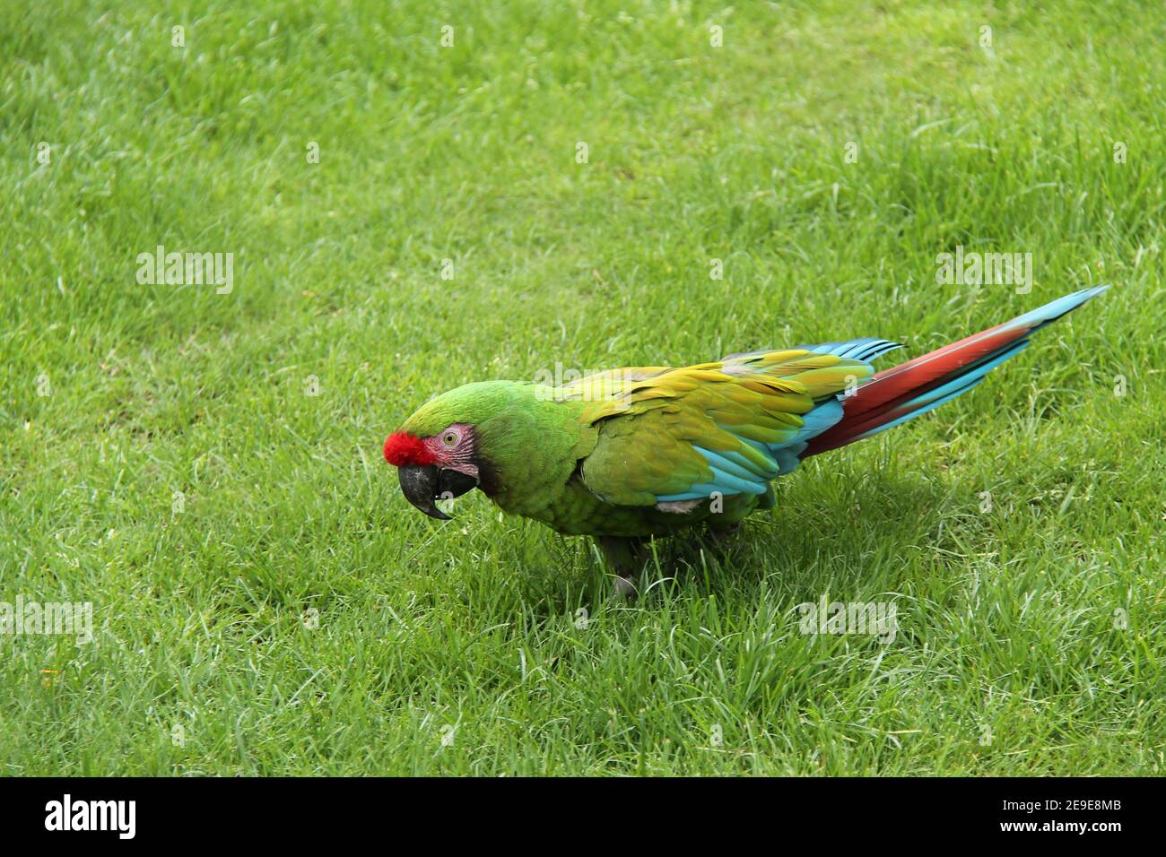 Ein militärischer Ara Papageienvogel, der auf Gras läuft. Stockfoto