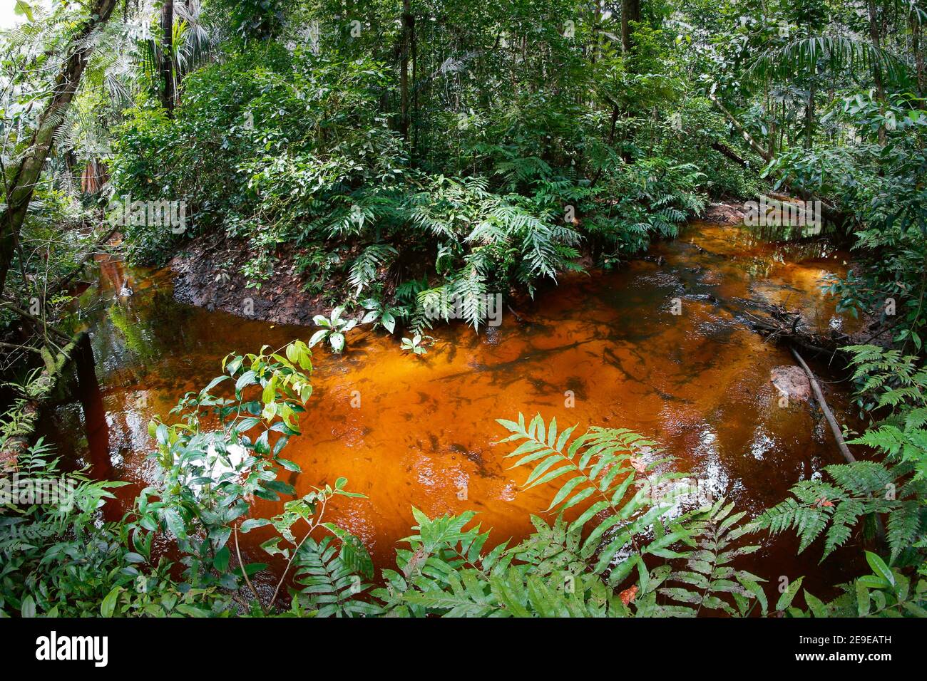 Tief im amazonas-Regenwald fließt ein goldener Fluss Stockfoto