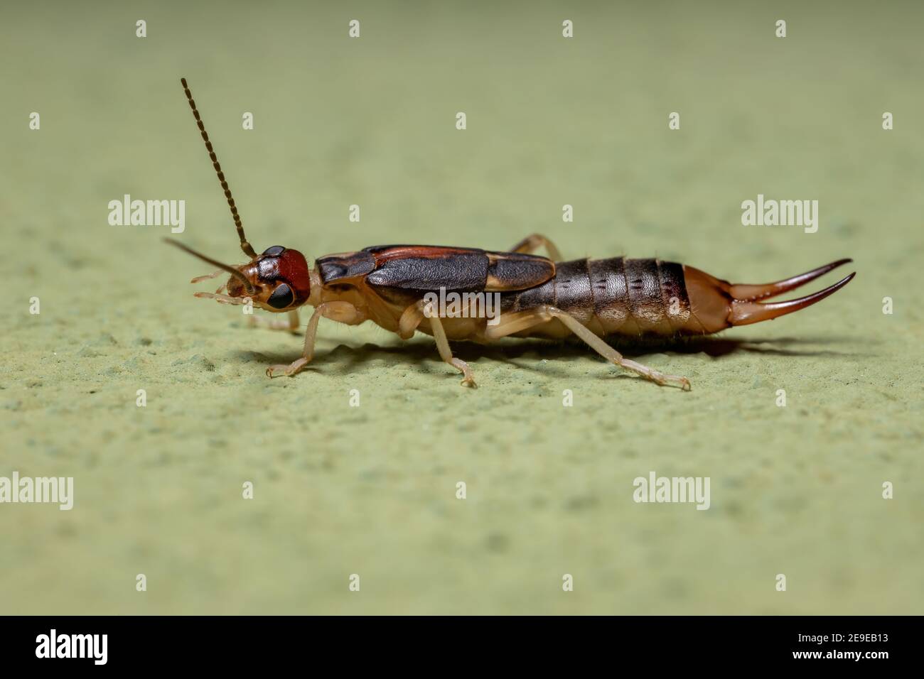 Adulter Shore Earwig der Art Labidura riparia Stockfoto