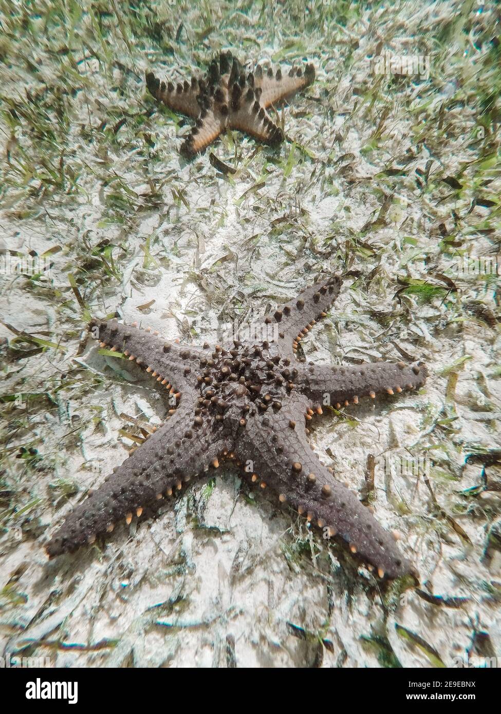 Vertikale Aufnahme eines Seestern unter dem Wasser mit Unterwasser Teichpflanzen und Wasserunkräuter Stockfoto