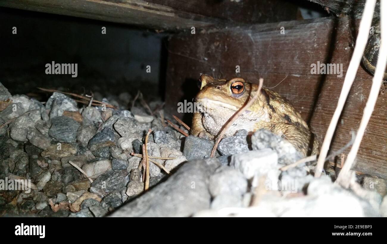 Nahaufnahme eines dicken Frosches mit braunen Augen versteckt In den Steinen Stockfoto