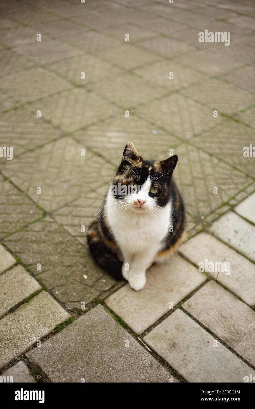 Flauschige Tricolor marquis Kitty sitzt auf dem Steinboden im Freien. Stockfoto