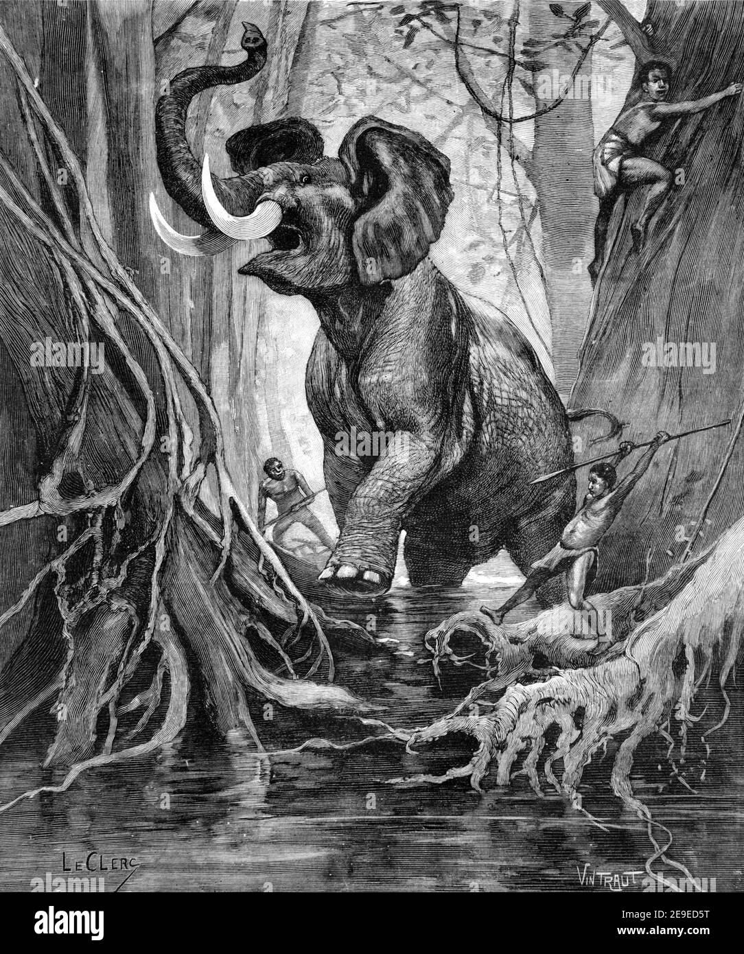 Afrikanische Pygmäen Jagd Afrikanischer Waldelefant, Loxodonta cyclotis, im Kongo 1898 Vintage Illustration oder Gravur Stockfoto