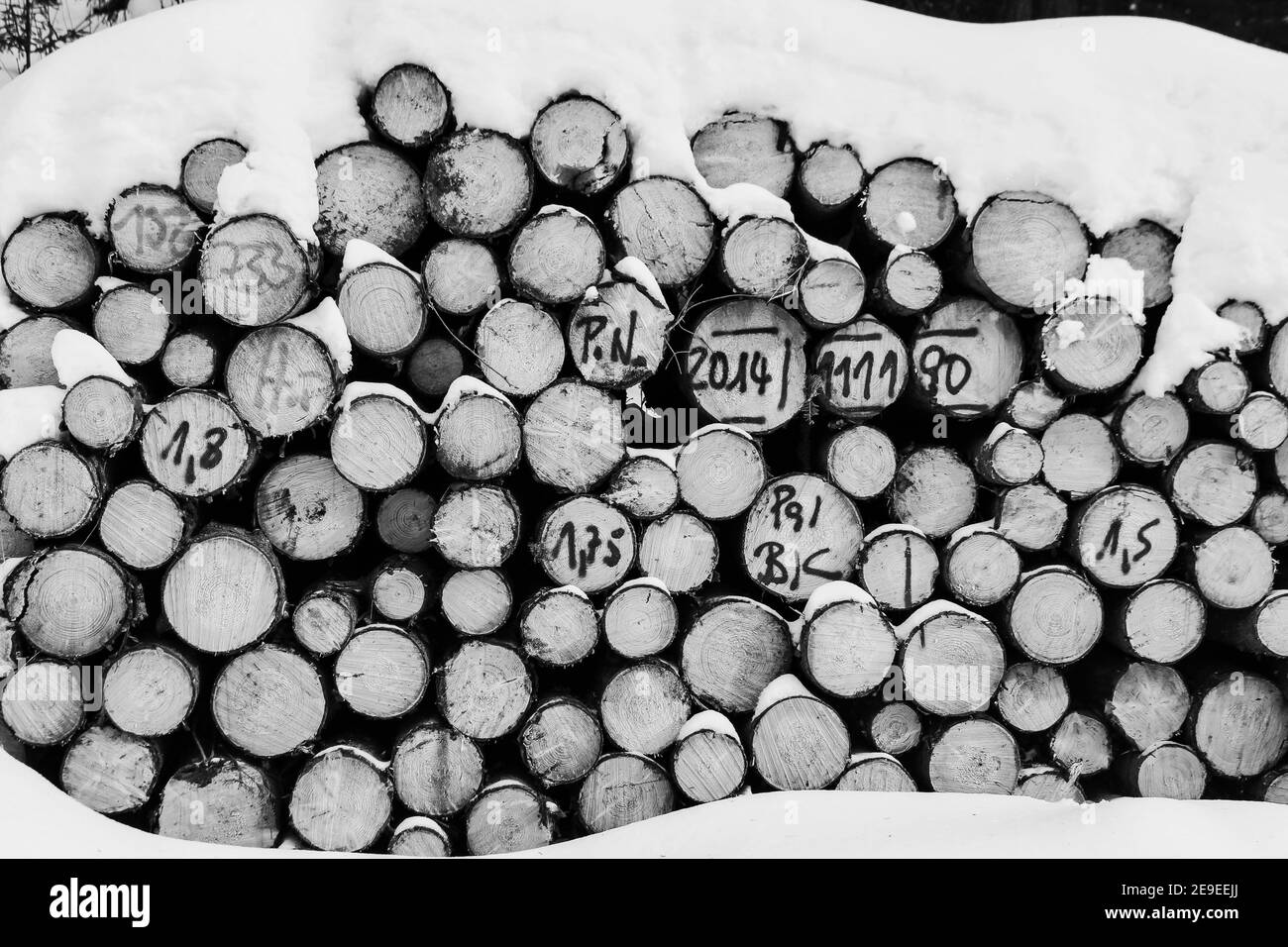 Große Gruppe von Baumstämmen nach der Ernte im Wald Hintergrund Stockfoto