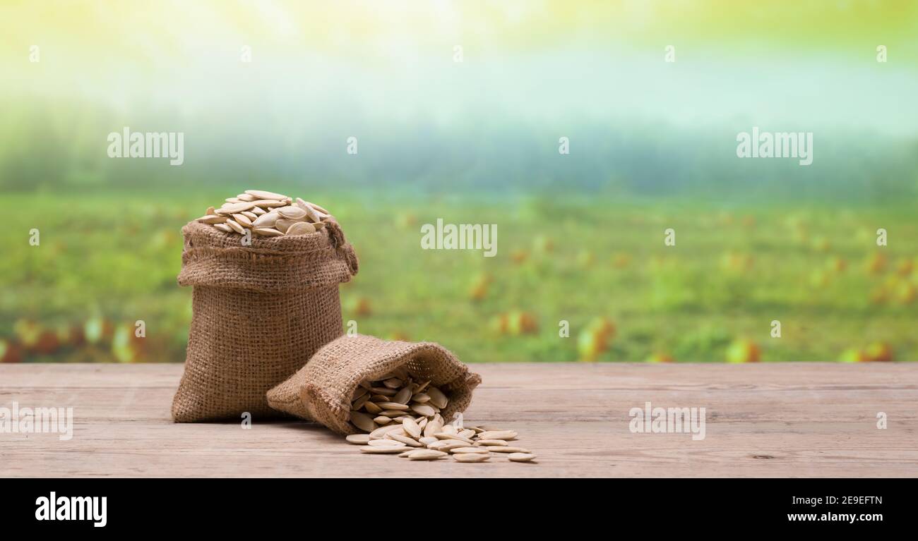 Kürbiskerne in Leinenbeutel, Kürbisfarm im Hintergrund. Kürbiskerne auf dem Tisch Stockfoto