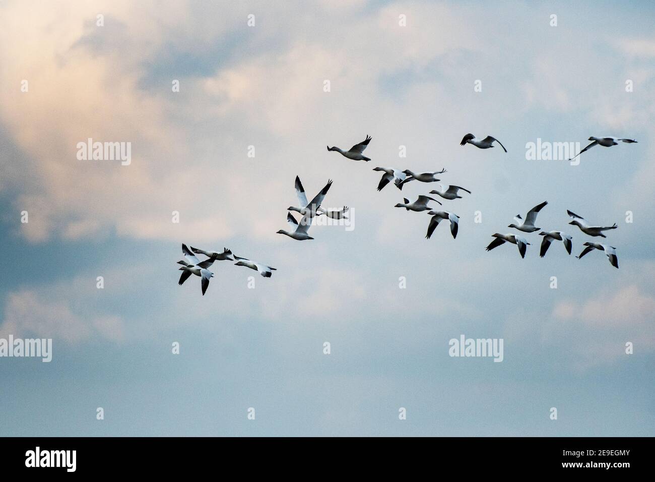 Schneeggänse strömen im Flug Stockfoto