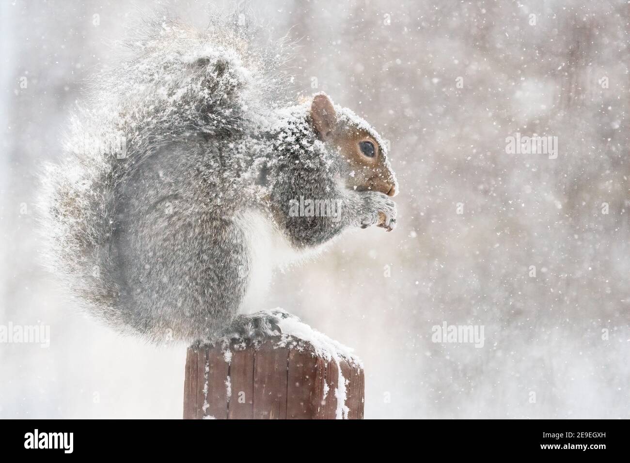 Graues Eichhörnchen im Hinterhof im Winter Schneesturm Stockfoto