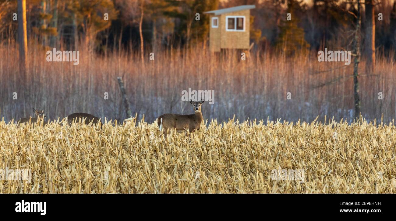 Weißschwanzhirsch in einem geschnittenen Maisfeld im Norden von Wisconsin. Stockfoto