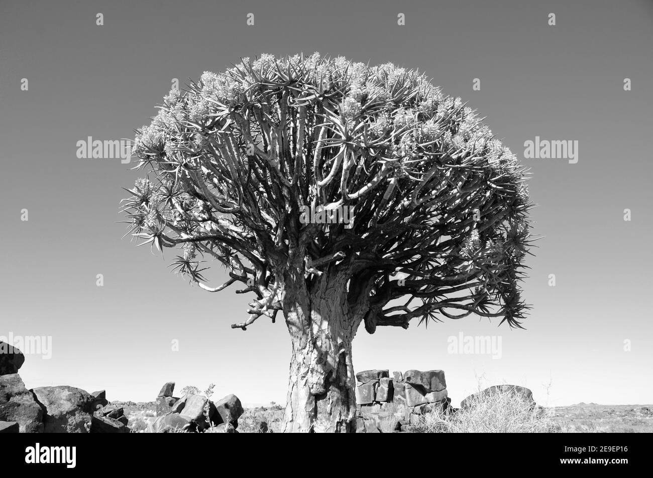 Endemische Köcher-Baum (Aloe dichotom, köcherbaum) Wald in Namibia Stockfoto