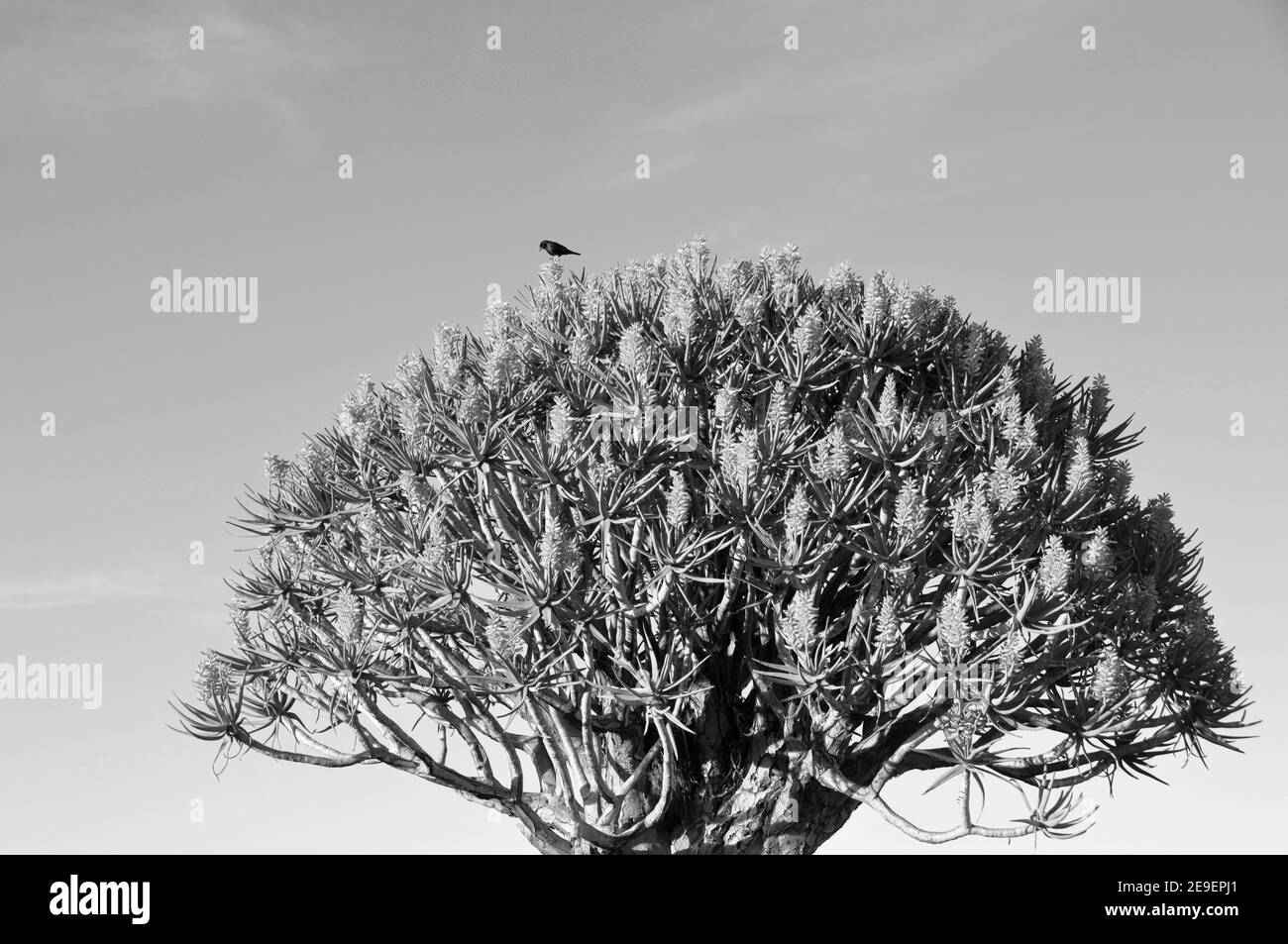 Endemische Köcher-Baum (Aloe dichotom, köcherbaum) Wald in der Nähe von Keetmanshoop in Namibia Stockfoto