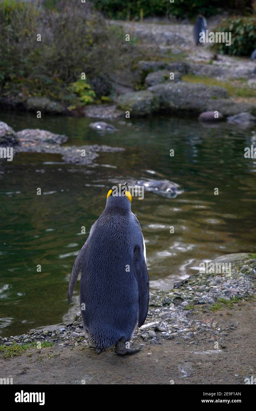 Königspinguin, der in Gefangenschaft lebt, in Latein Aptenodytes patagonicus genannt, in der Rückansicht, der über einen kleinen Teich auf einen anderen im Hintergrund schaut. Stockfoto