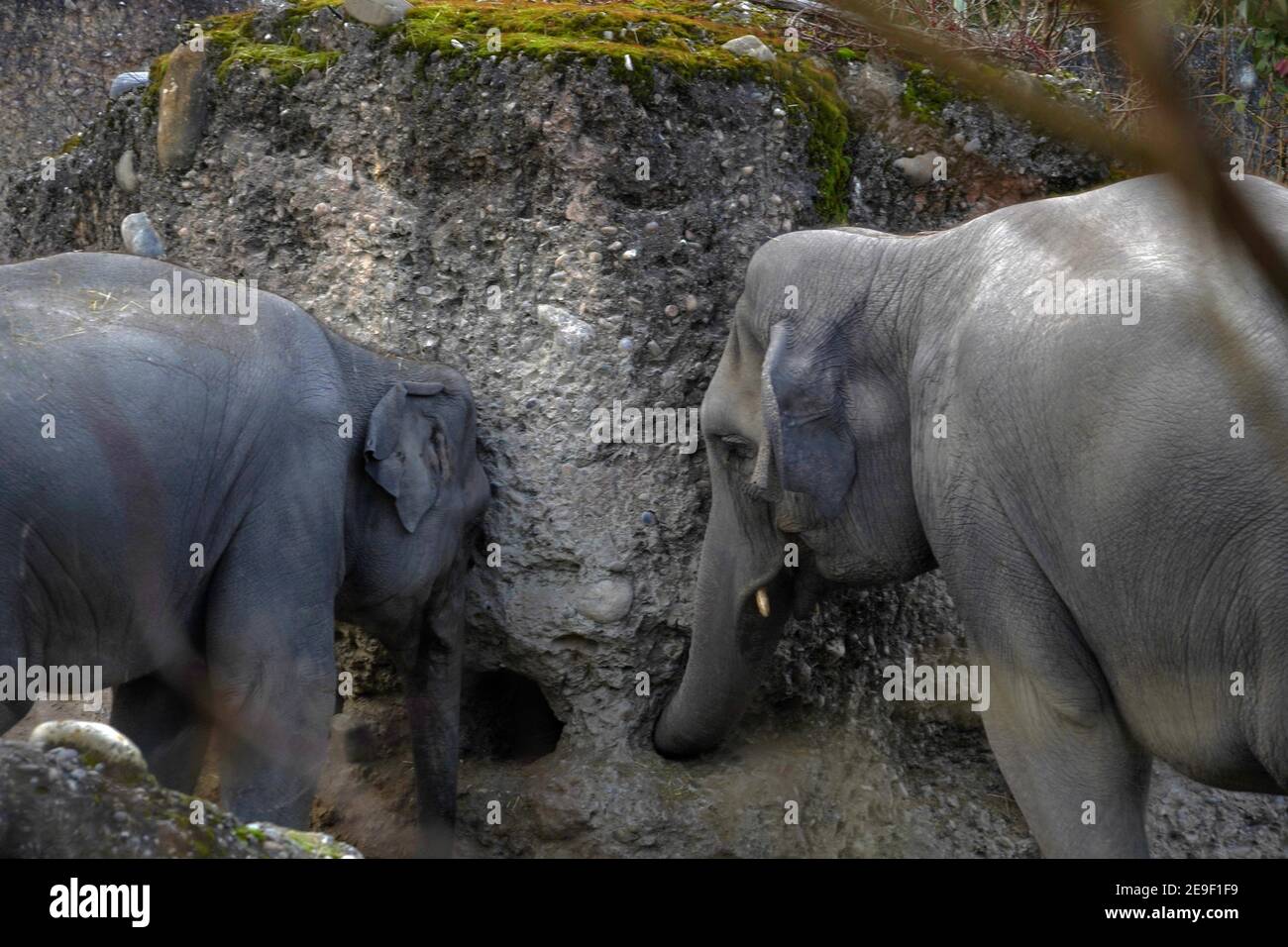 Zwei indische Elefanten, in Latein Elephas maximus indicus genannt, leben in Gefangenschaft erkunden und spielen mit einer interaktiven Betonwand. Stockfoto