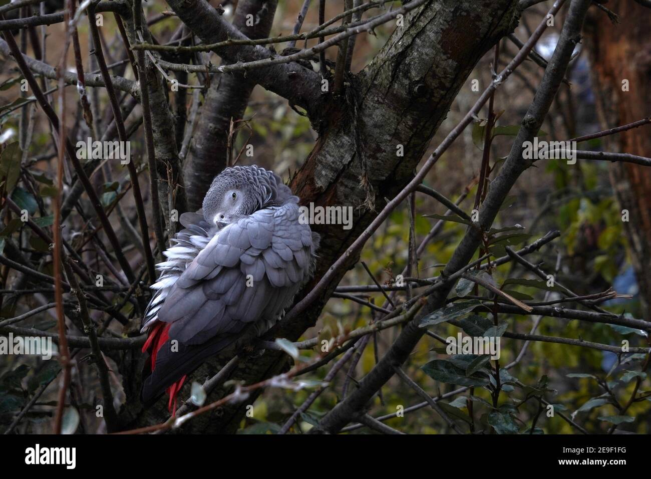 Grauer Papagei, lateinisch psirttacus erithacus genannt, sitzt in der Baumkrone. Er hockt, der Schnabel versteckt unter einem seiner Flügel. Stockfoto