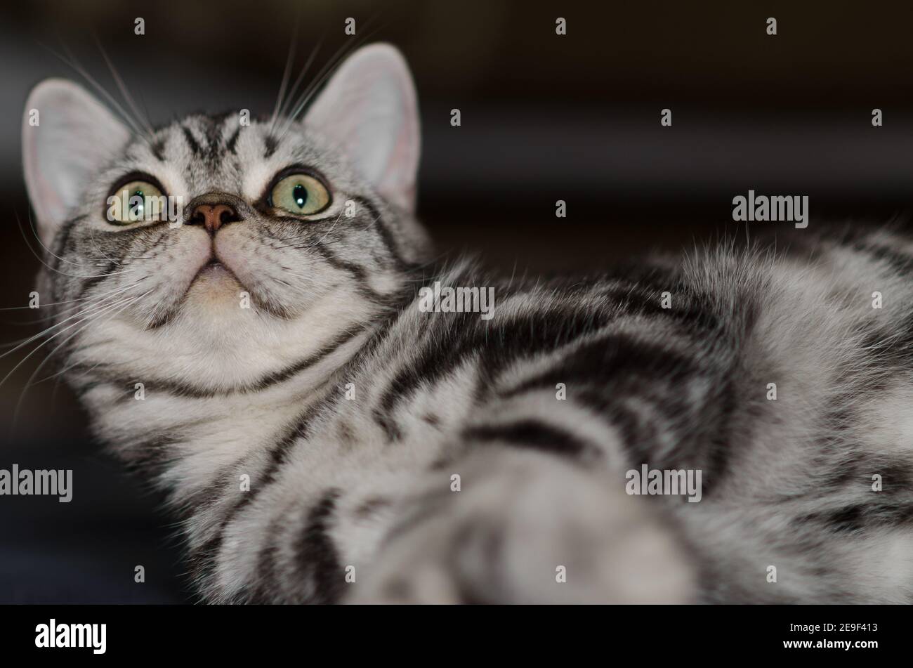 Britische silberne gestromte Katze liegend und umherschauend, sehr nette und niedliche graue Katze. Stockfoto
