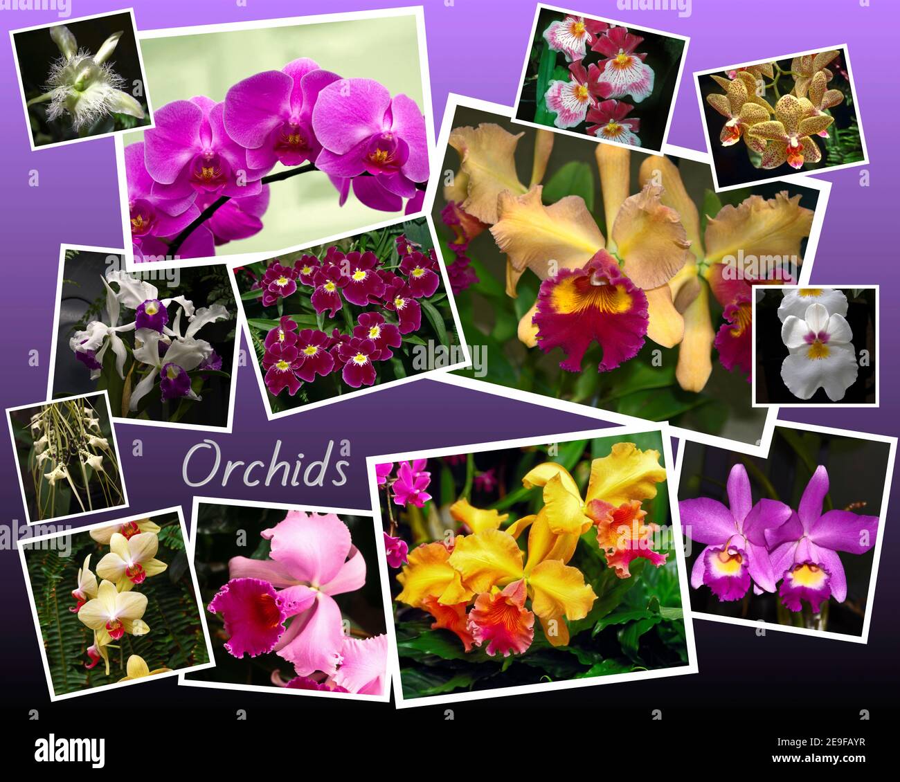 Orchideen Collage, 13 Nahaufnahmen, abwechslungsreiche Farben, Kulturblumen, Natur, Garten, Composite, Text Stockfoto