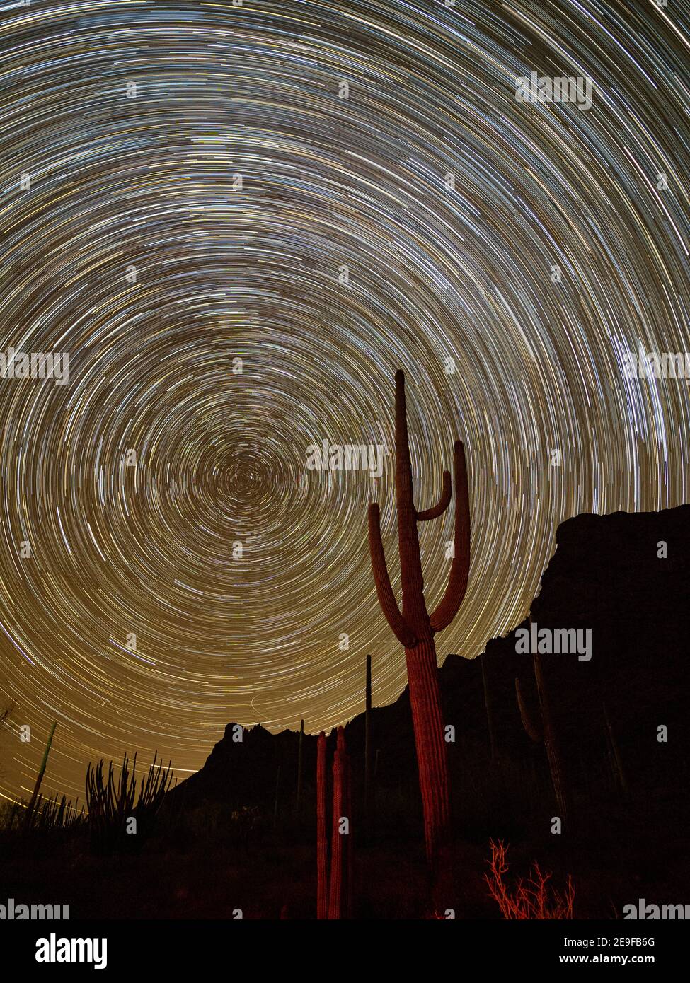 Saguaro Kaktus bei Nacht, Carnegiea gigantea, Organ Pipe Cactus National Monument, Sonoran Desert, Arizona, USA. Stockfoto