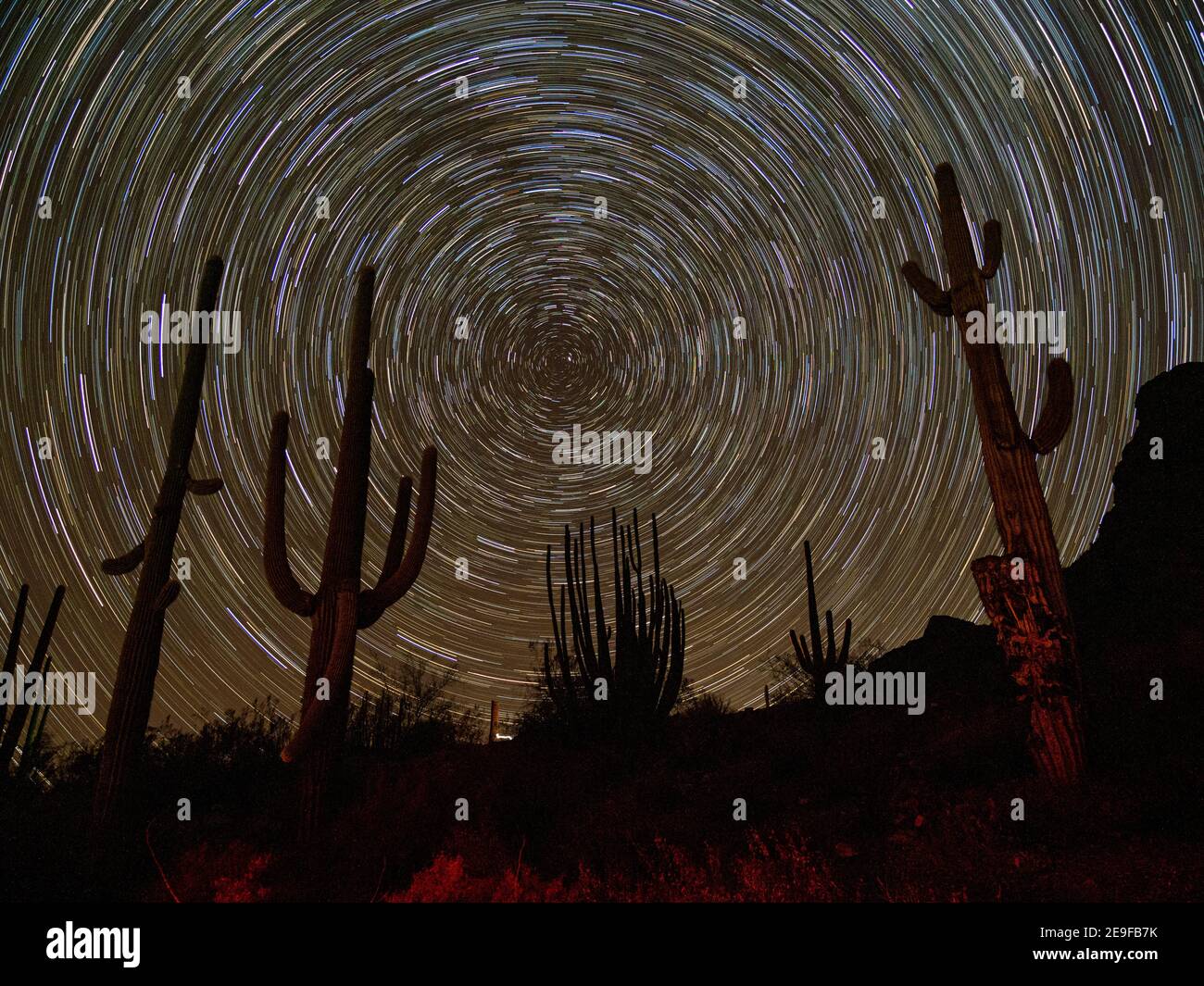 Saguaro Kaktus bei Nacht, Carnegiea gigantea, Organ Pipe Cactus National Monument, Sonoran Desert, Arizona, USA. Stockfoto