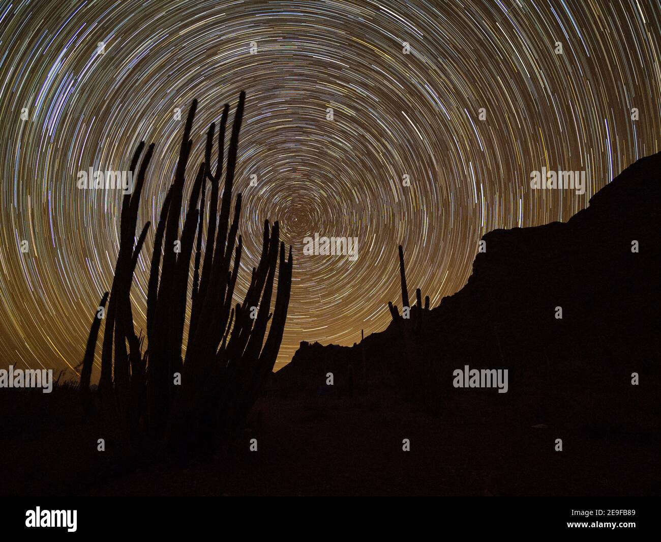 Orgelpfeifenkaktus bei Nacht, Stenocereus thurberi, Organ Pipe Cactus National Monument, Sonoran Desert, AZ, USA. Stockfoto