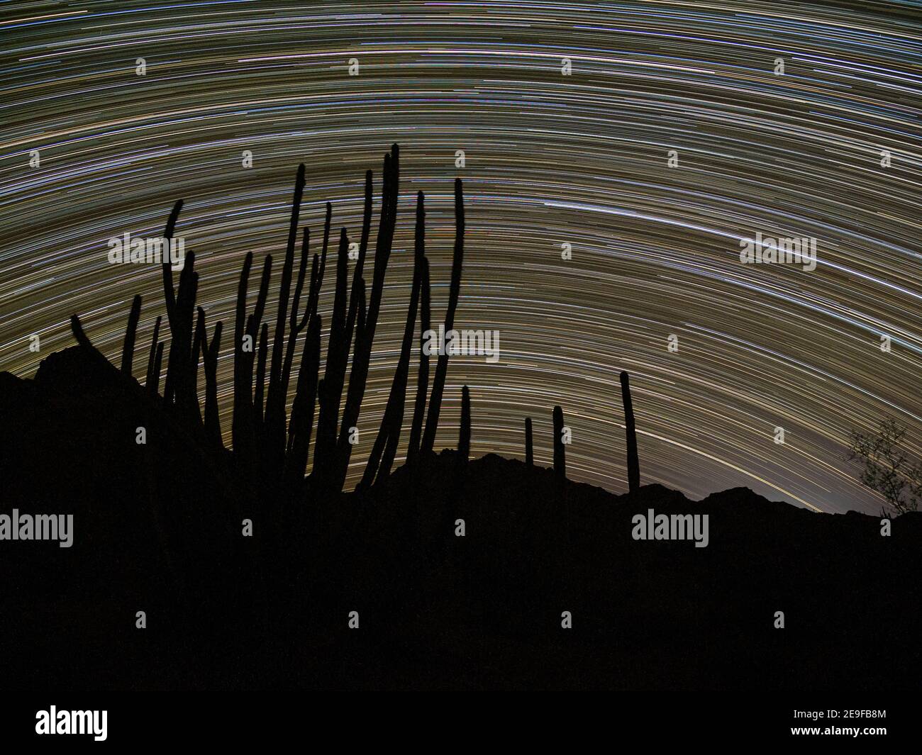 Orgelpfeifenkaktus bei Nacht, Stenocereus thurberi, Organ Pipe Cactus National Monument, Sonoran Desert, AZ, USA. Stockfoto