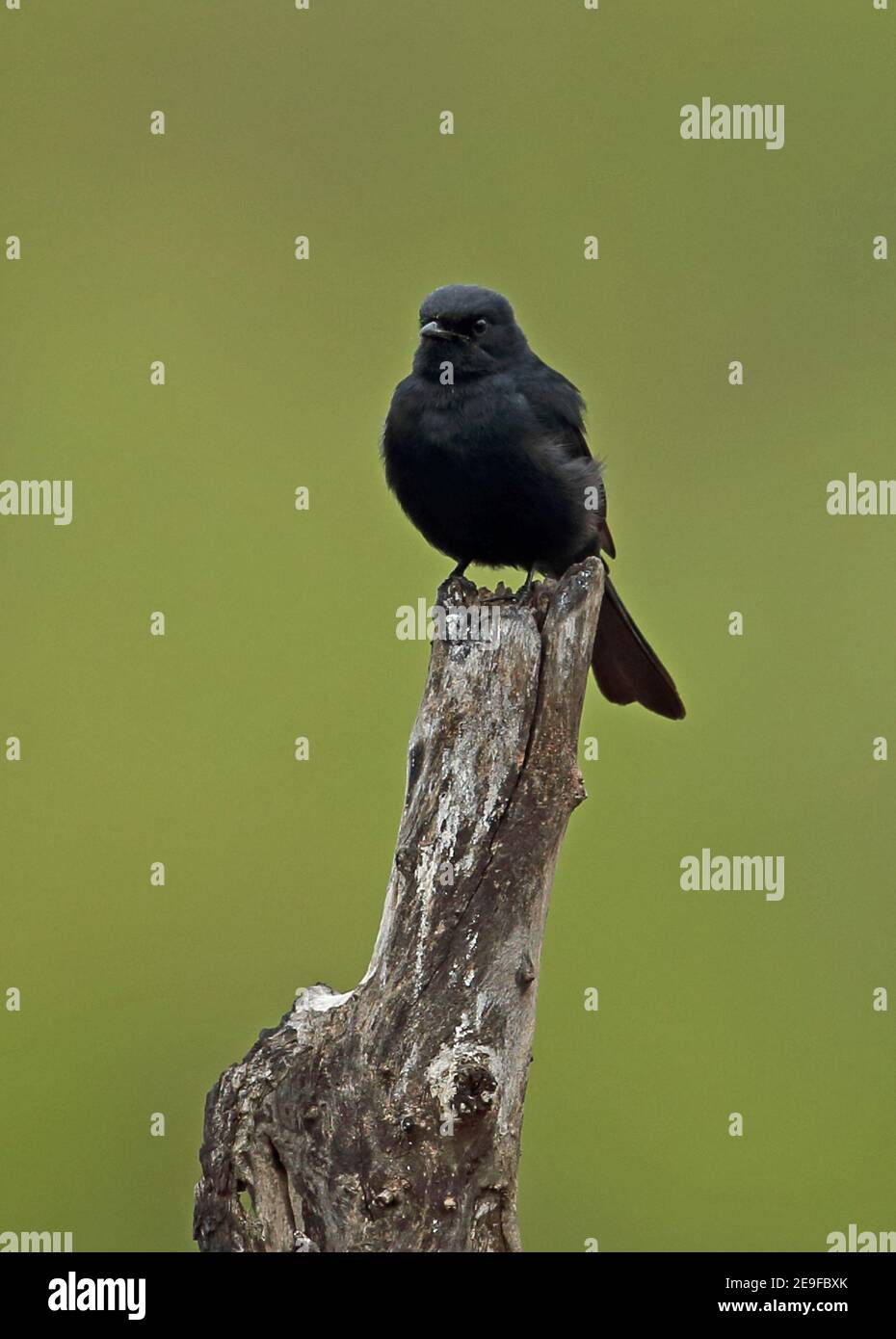 Southern Black-flycatcher (Melaenornis pammelaina ater) Erwachsener auf Snag Kruger NP, Südafrika November Stockfoto