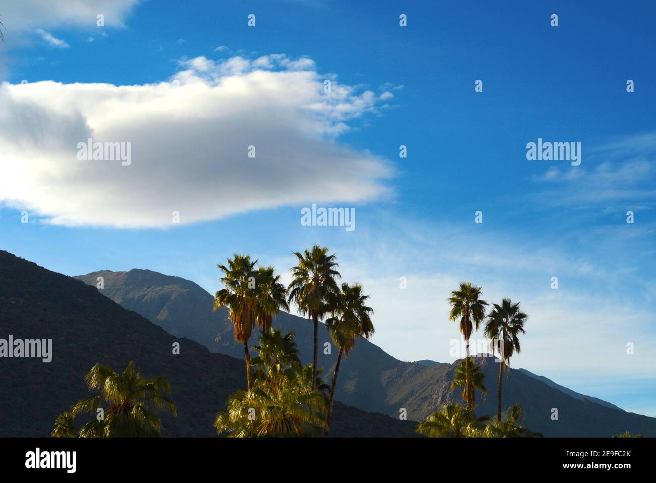 Palmen wachsen in Palm Springs, Kalifornien Stockfoto