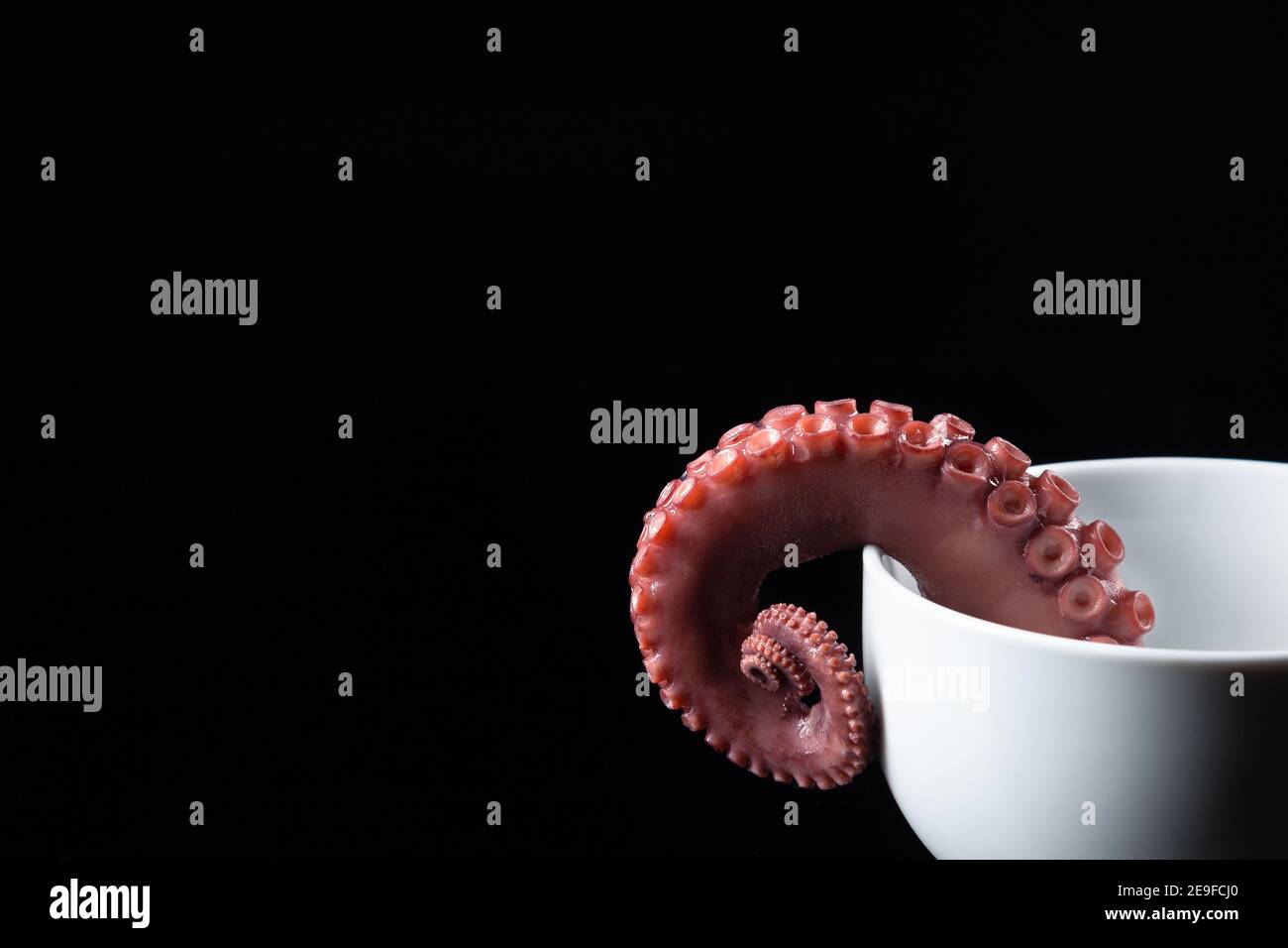 Tentakel von Eintopf Oktopus auf dunklem Hintergrund. Stockfoto