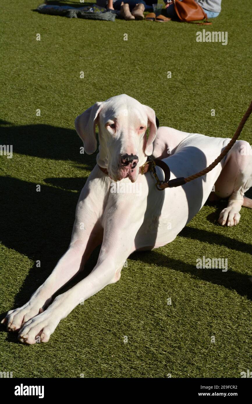 Ein Dogge an der Leine entspannt sich auf dem Rasen in einem Park im beliebten Pearl Entertainment District in San Antonio, Texas. Stockfoto