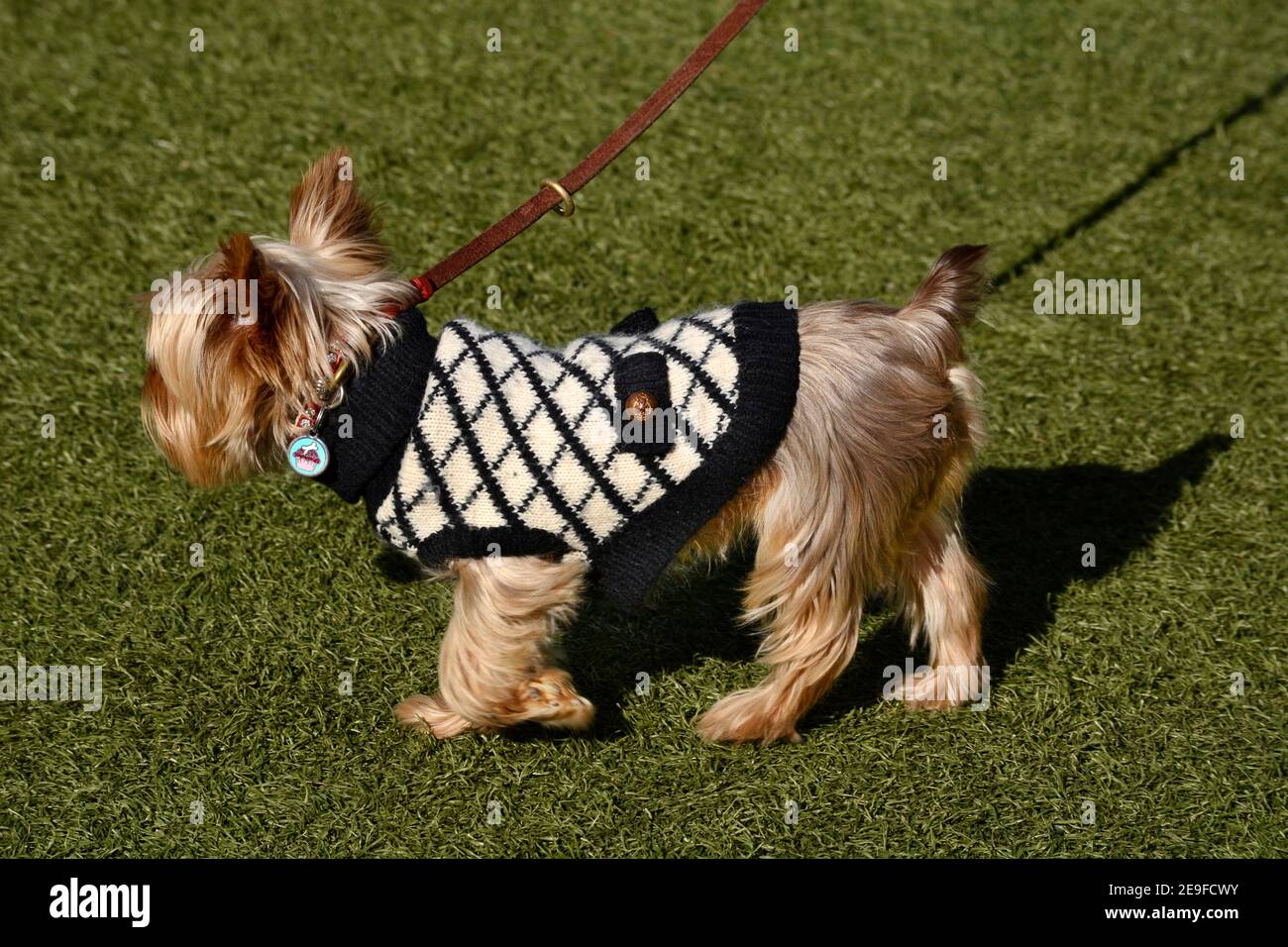 Ein Yorkshire Terrier an der Leine und mit Hundepullover läuft vor seinem Besitzer in einem Park in San Antonio, Texas Stockfoto