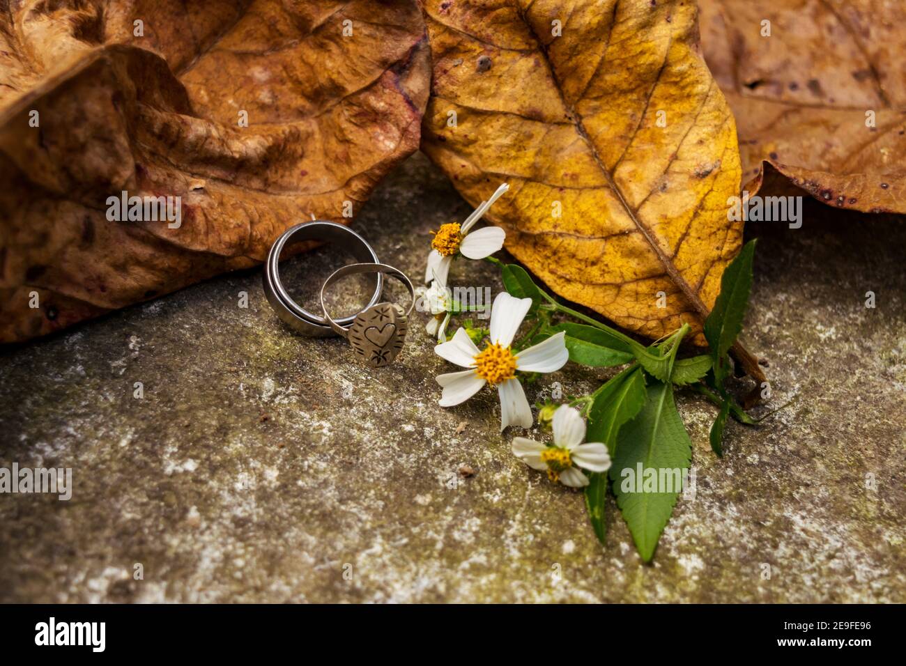 Zwei silberne Ringe, einer davon mit einem Herz darauf geschnitzt, sind beide auf dem Boden von trockenen Mandelblättern und Bidens Alba Blumen umgeben Stockfoto