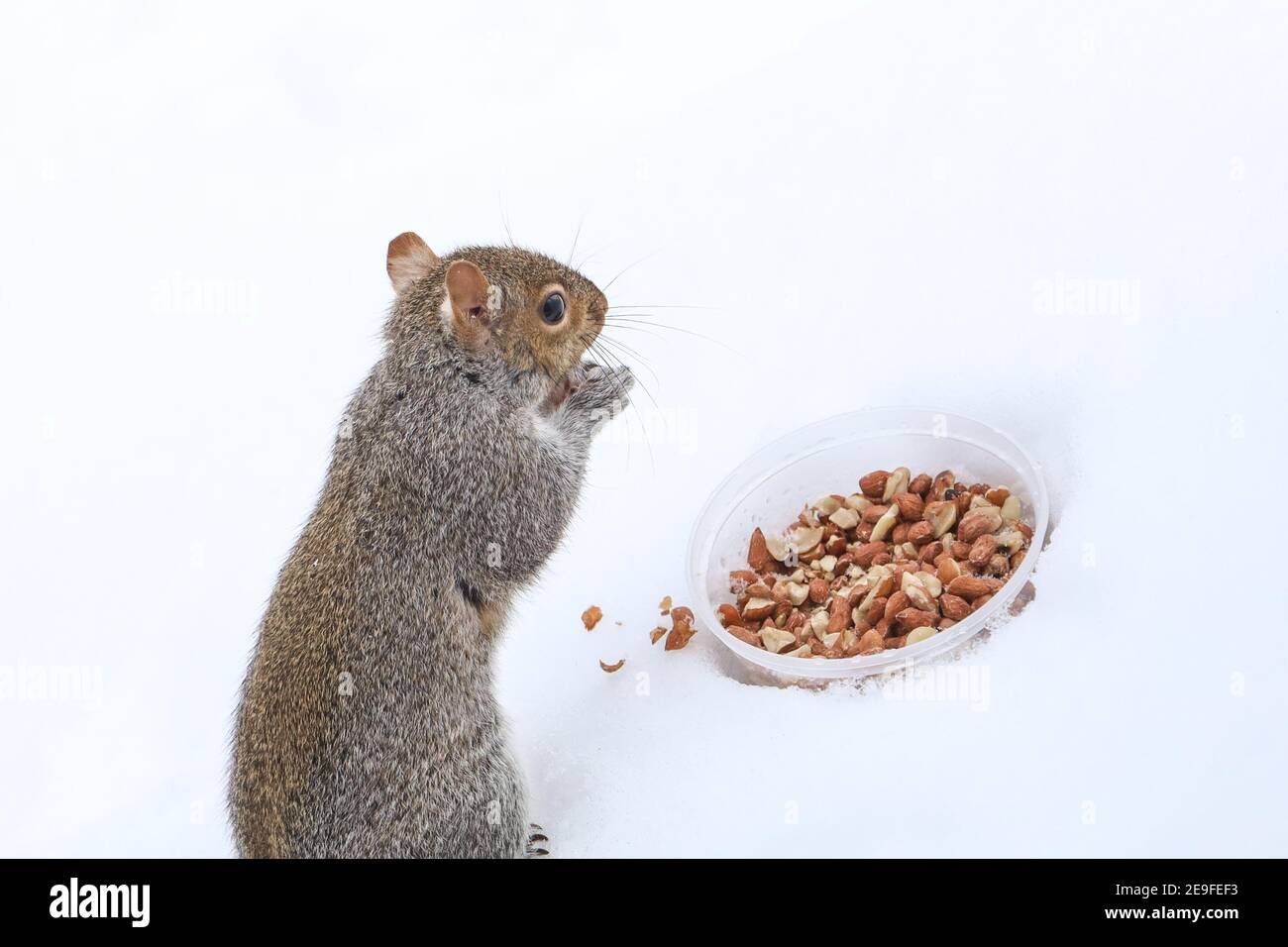 Eichhörnchen Spaß im Winter, spielen im Schnee. Stockfoto