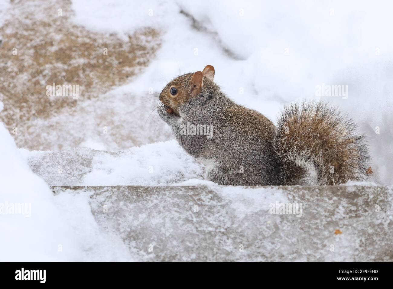 Eichhörnchen Spaß im Winter, spielen im Schnee. Stockfoto