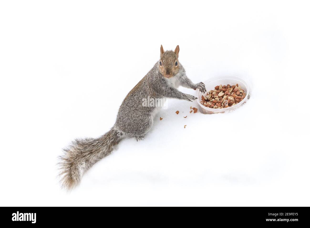 Eichhörnchen Spaß im Winter, spielen im Schnee. Stockfoto
