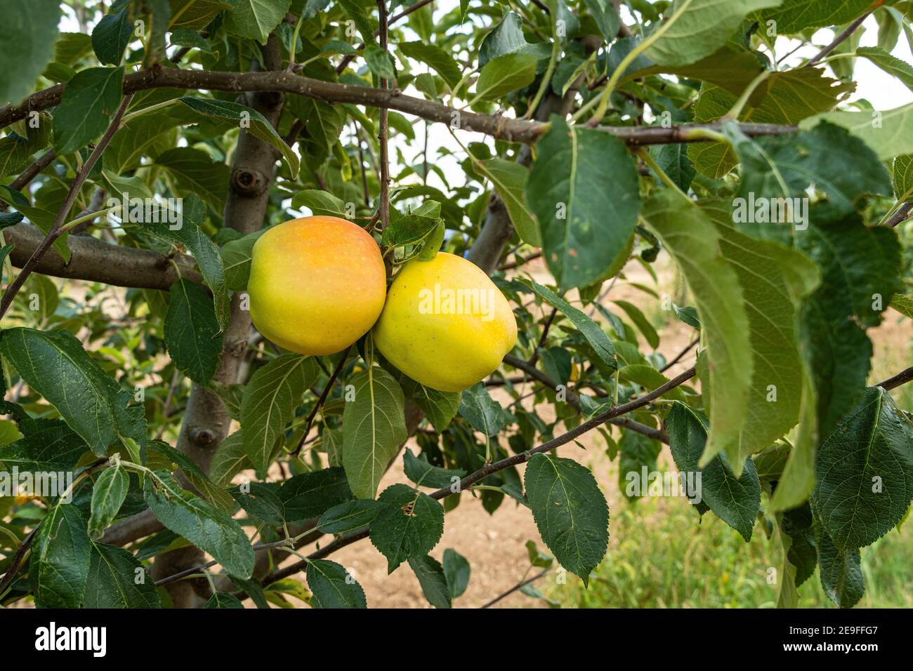 Gelbe Äpfel auf Obstgarten Bauernhof Nahaufnahme auf Baum Zweig Stockfoto