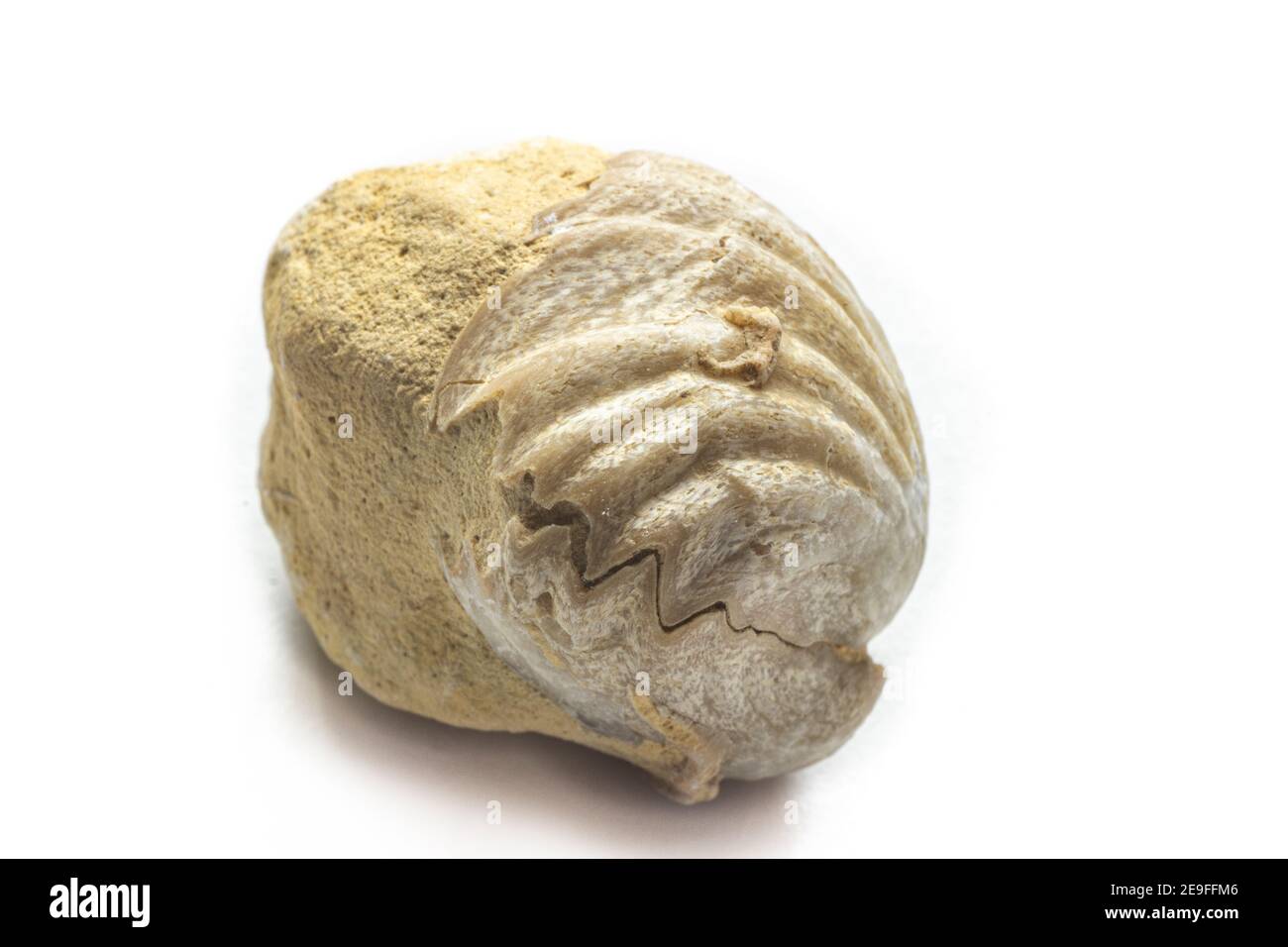 Fossil auf weißem Hintergrund von Ostree-Muscheln, Neithea oder Pecten, gefunden an den Hängen der Maiella. Stockfoto