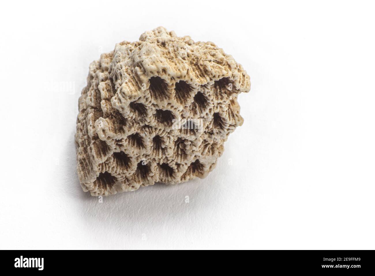 Fossil auf weißem Hintergrund von Korallen an den Hängen der Maiella gefunden. Stockfoto