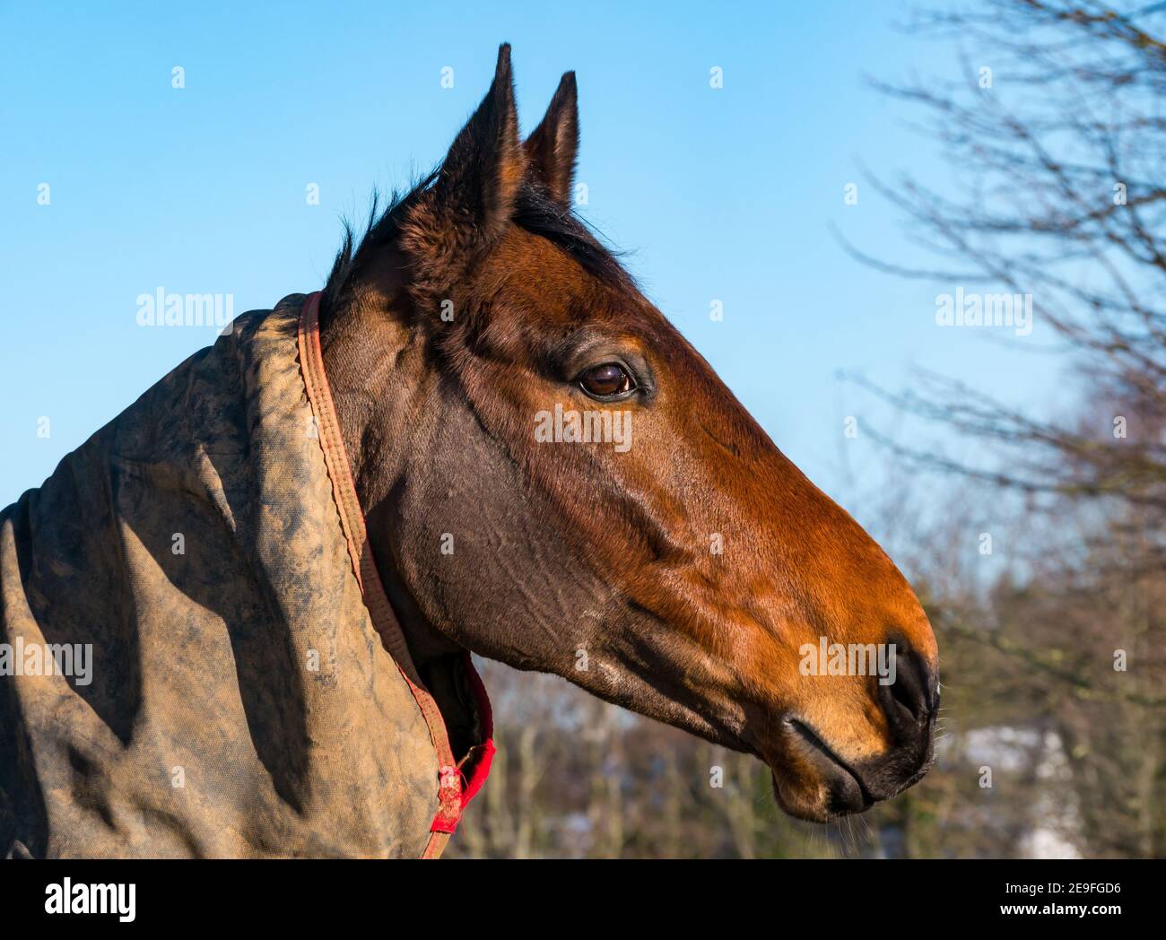 Kopf eines wachsam braunen Pferdes auf einem Feld an einem kalten sonnigen Tag mit einer Pferdedecke, Schottland, Großbritannien Stockfoto