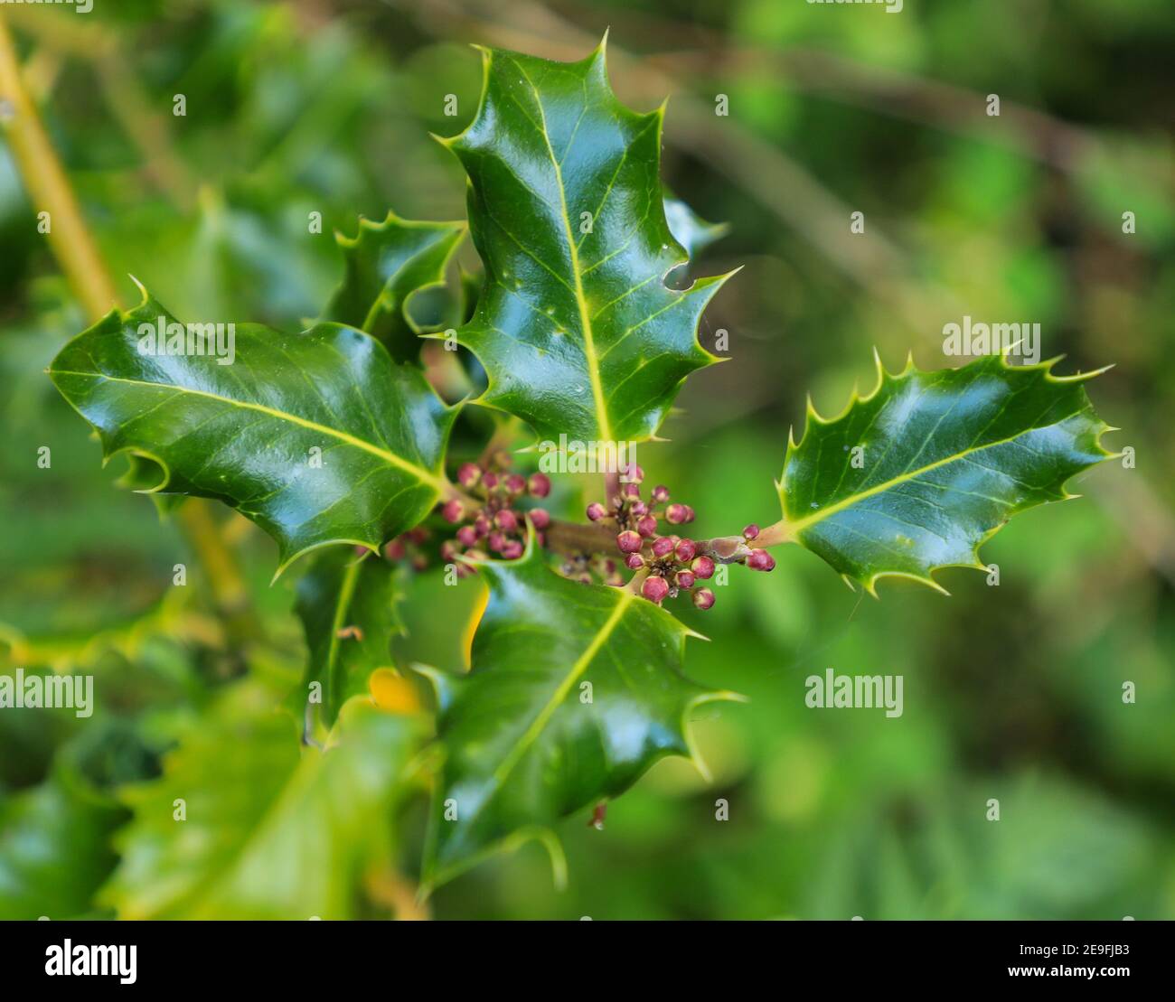 Blüten der Stechpalme (Ilex aquifolium), der Stechpalme oder der englischen Stechpalme, Staffordshire, England, Großbritannien Stockfoto