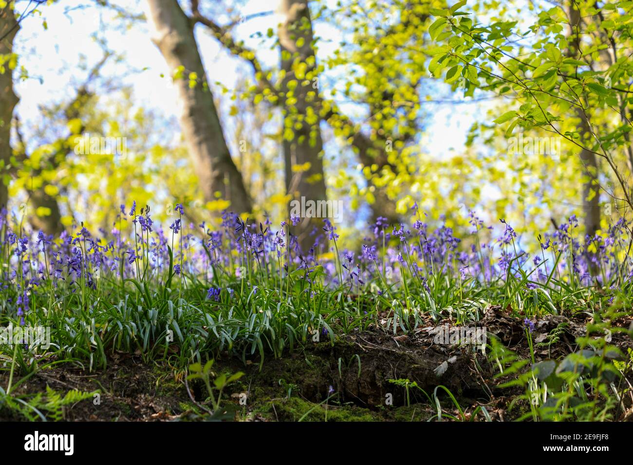 Ein englisches Bluebell Holz im Frühling mit den Blättern auf den Bäumen gerade herauskommen, England, Großbritannien Stockfoto