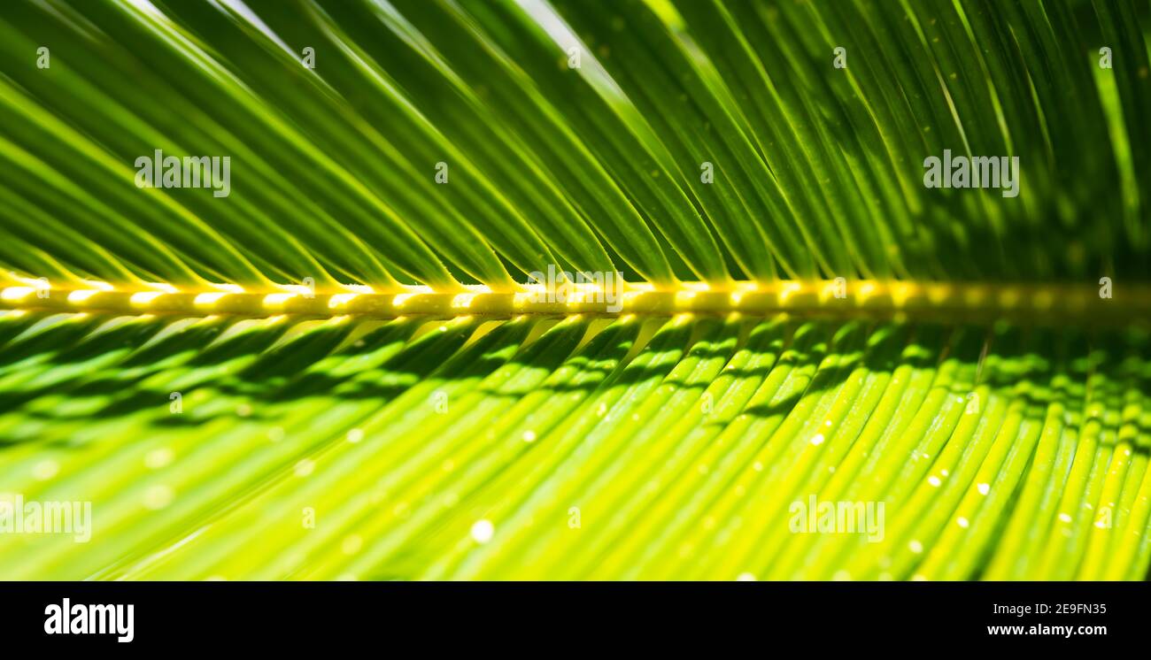 (Selektiver Fokus) Nahaufnahme eines grünen Cycas-Blattes, das einen natürlichen Hintergrund bildet. Makrobild eines grünen Blattes mit Kopierraum. Stockfoto