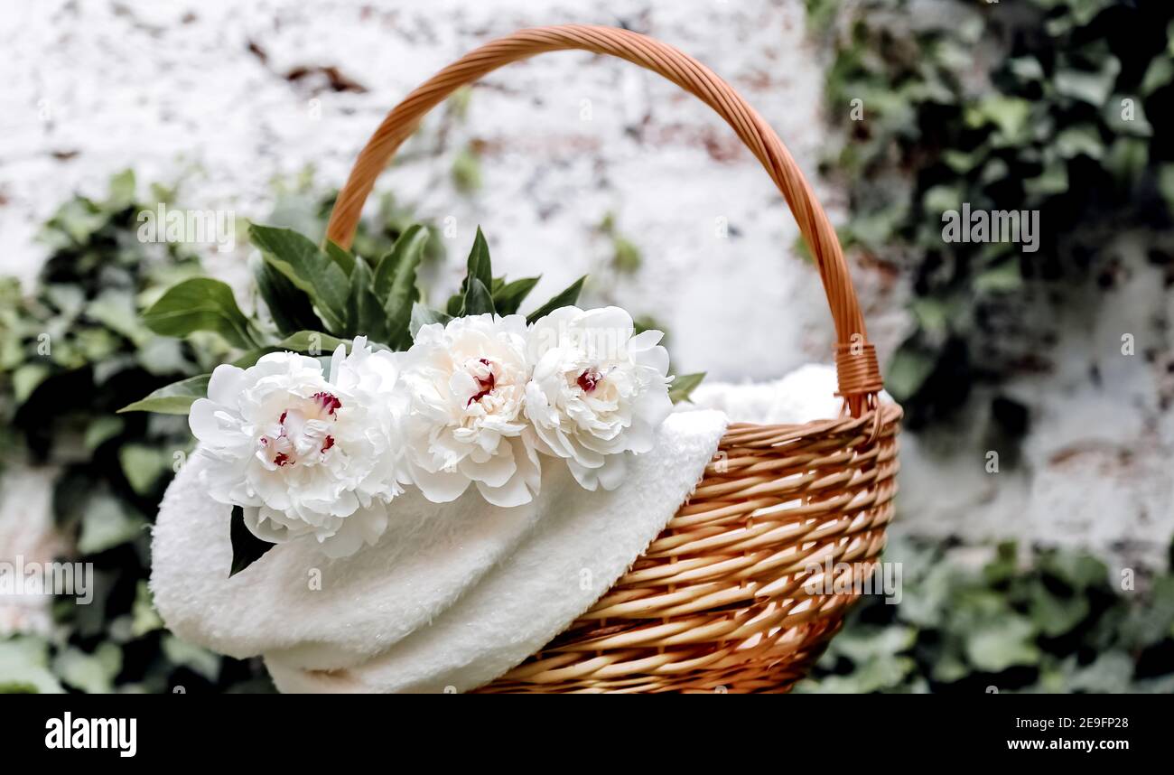 Bouquet von weißen Pfingstrosen Blumen im Korb draußen gegen weiße Wand. Frühlingsblumen. Schneiden Sie Pfingstrosen im Garten. Langes Webbanner Stockfoto