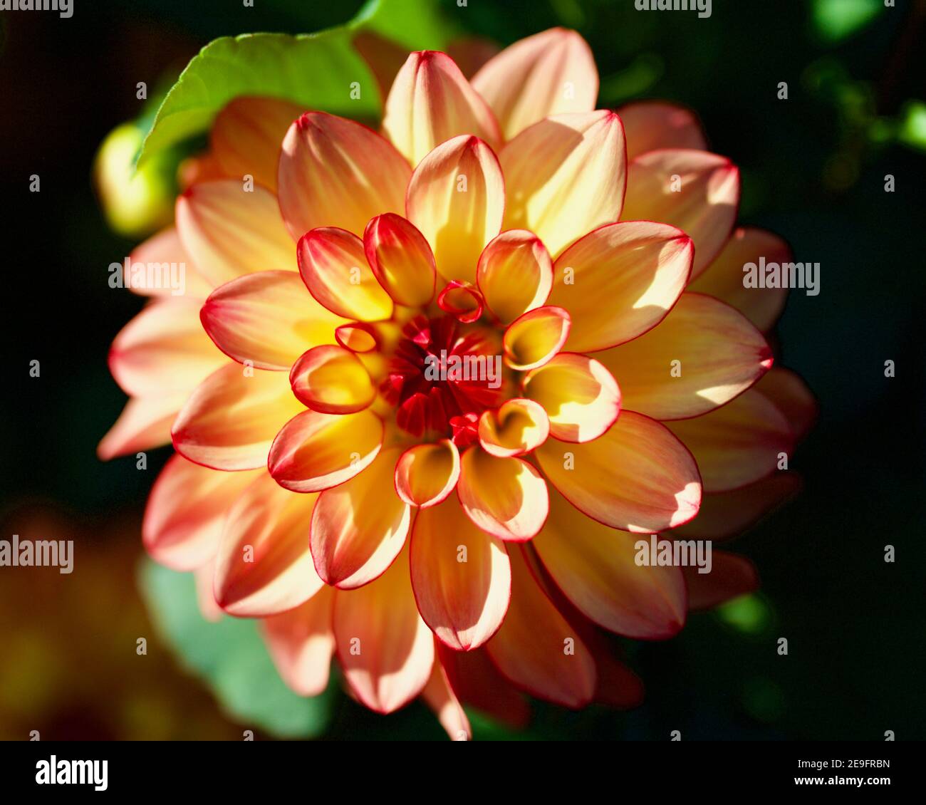Mai Tai Dahlia gefangen auf Swan Island Dahlias in Canby, Oregon, USA Stockfoto