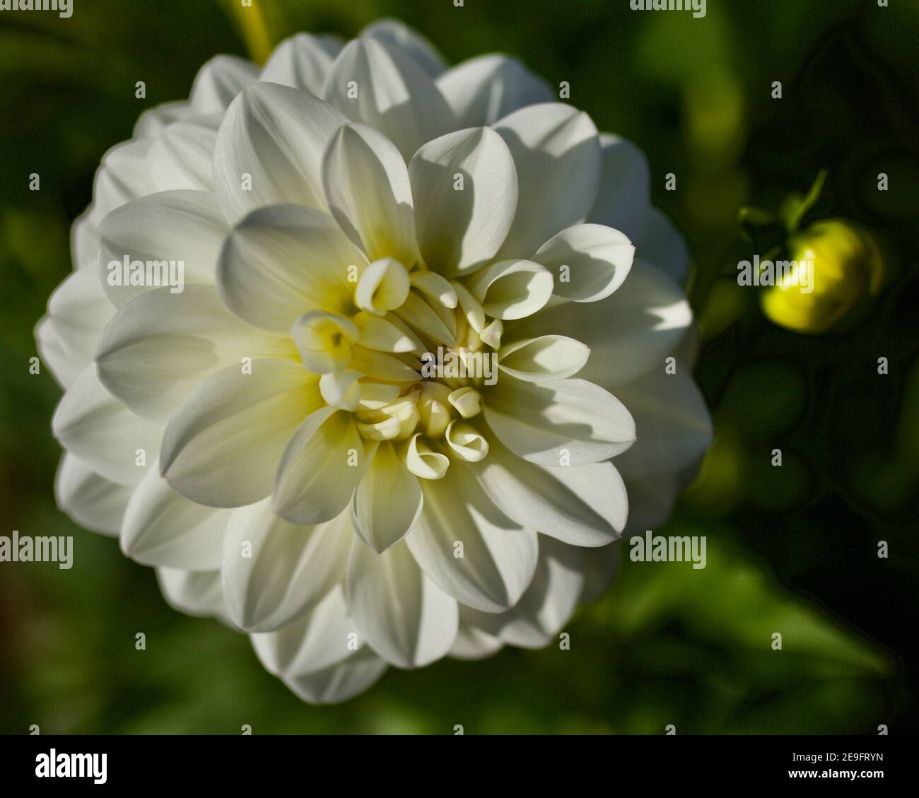 Marshmallow Dahlia gefangen auf Swan Island Dahlias in Canby, Oregon, USA Stockfoto