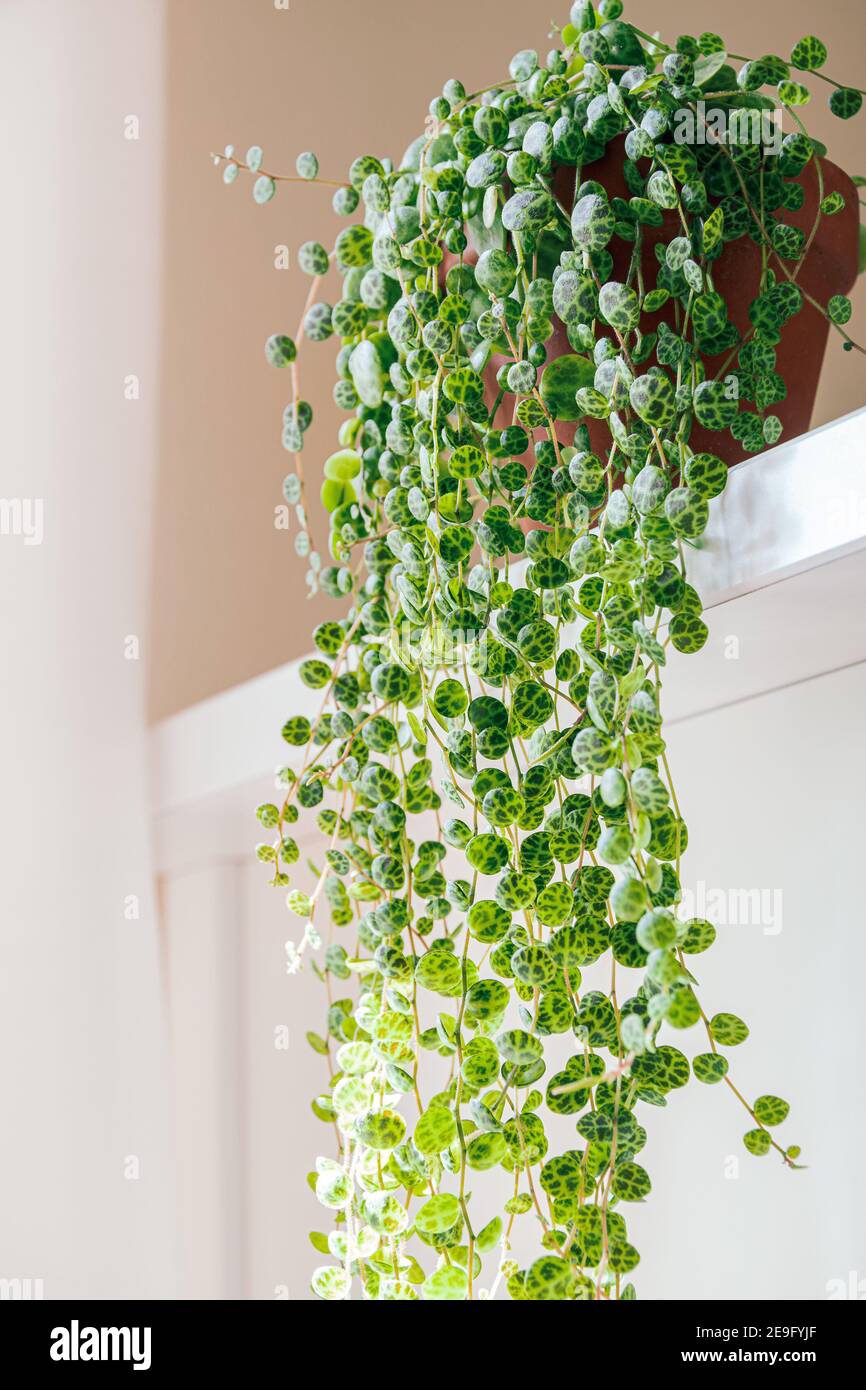 Peperomia prostrata, auch bekannt als "Schildkrötenstring" auf weißem Hintergrund. Zierlich gemusterte Blätter peperomia schleppen Zimmerpflanze in einer modernen Wohnung. Stockfoto